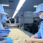 越南腰果出口大幅成長 但出口價格較去年同期下降8.6%
󠀠
在2024年的第一季度，越南的腰果出口業迎來了顯著的成長，儘管面臨出口價格相比去年同期下降8.6%的…