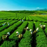 越南茶葉出口量創7年來新低
󠀠
根據這份報告，2023年越南的茶葉出口量達到了121,000噸，金額達2.11億美元，比前一年分別下降了17%和11%，創下了七…