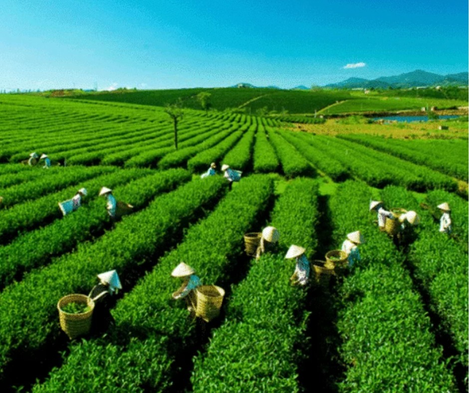 越南茶葉出口量創7年來新低
󠀠
根據這份報告，2023年越南的茶葉出口量達到了121,000噸，金額達2.11億美元，比前一年分別下降了17%和11%，創下了七…